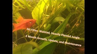 10 Gal NO FILTER  Livebearer Walstad Jungle  Relaxing Update amp Maintenance [upl. by Flann]