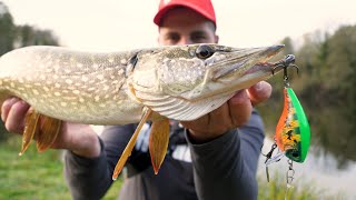 Session pêche au brochet au Bx Big Brat Pike Limited [upl. by Yllom]