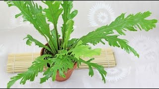 Asplenium nidus  Nestfarn BirdsNest Fern [upl. by Harvie]