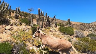 Rodeo de burros El tome Canela 2024 [upl. by Annek]