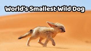 Meet the World’s Tiniest Wild Dog [upl. by Mooney]