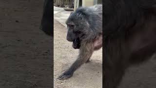 a BABOON taking a BABY porcupine for a walk 🥰 cuteanimals baby monkey farmlife animallover [upl. by Vada]