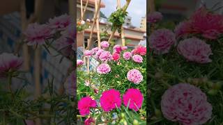 Best things to grow in your garden gardening shorts flowers [upl. by Elocal351]