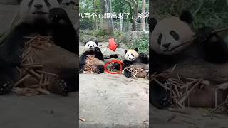 The Ultimate Clever Panda 팬더의 최강 교활한 순간 cute panda animals funny [upl. by Ahiel613]