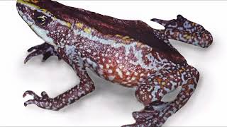 Facts About Atelopus Harlequin Frog [upl. by Inahpets]