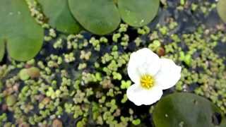 Frogbit Hydrocharis morsusranae  20120819 [upl. by Bordiuk]