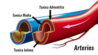 Blood vessels  Structure amp Function  GCSE PE [upl. by Ynotna]