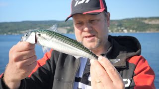 Makrellfiske med sluk og jigg  Fisketips med Daiwa [upl. by Coretta250]