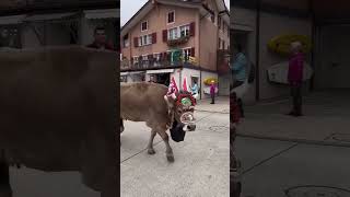 Traditiona Älplerchilbi in Beckenried 🇨🇭 On the 2nd Sunday in November switzerland cow cows [upl. by Chenee]