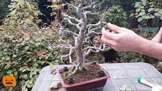 🍂TIGLIO potatura autunnale  Il GIARDINO DEI BONSAI [upl. by Bronez621]