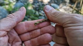 Making a bow drill string from blackberry bark [upl. by Ahtael]