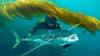 Blue Water Spearfishing in Bajam4v [upl. by Shannan]