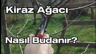 kiraz ağacı nasıl budanır [upl. by Rabaj]