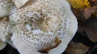 Lentinus tigrinus [upl. by Huntington]