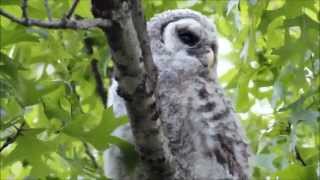 Baby Barred Owl with Barred Owl Adults Hooting [upl. by Gati]