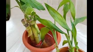 Prapogation of Dracaena Sanderiana Bamboo plant [upl. by Cooperstein448]