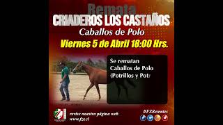 Remate 05 Abril 2024 Criadero LOS CASTAÃ‘OS Caballos de Polo [upl. by Helmut]