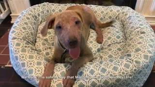 Update on Major  Dog with Severe Demodex Mange [upl. by Ahsha]