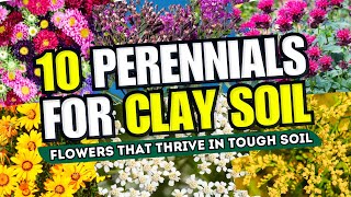 💪🤯 CLAY SOIL NO WORRIES Top 10 Perennial Flowers That THRIVE in Tough Soil 😱 [upl. by Kinnon]