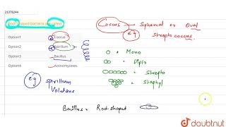 Rod shaped bacteria are called [upl. by Malsi]