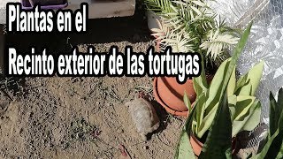 Recinto Tortugas de Tierra con Plantas [upl. by Simdars]