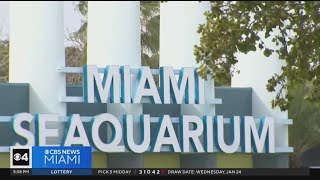 Miami Seaquarium operators release statement [upl. by Rozina]