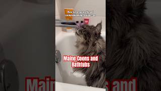 Maine Coon Cats Love Bathtubs catlover [upl. by Trabue]