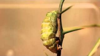 Orchard Swallowtail Pupation [upl. by Etnaed]