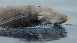 Cuvier’s Beaked Whale Clicks [upl. by Chick]