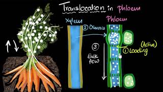 Phloem amp translocation  Life processes  Biology  Khan Academy [upl. by Caputto]