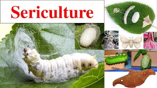 Sericulture  Sericulture History  Classification of silk worm  Life cycle of Bombyx mori [upl. by Julita]