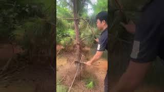 Pine sapling side branch pruning process Good tools and machinery can increase work efficiency [upl. by Sexton]