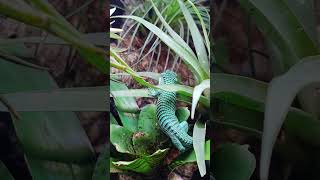 Terrario bioactivo  Abronia graminea  dragoncito mexicano reptiles reptile abronia dragon [upl. by Dionne]