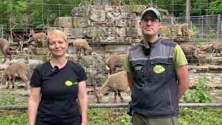 Der Wildnispark Zürich stellt sich vor [upl. by Esidnac]