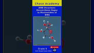 DNA Structure Deoxyribose Sugar in Nucleotides of DNA [upl. by Jariah685]