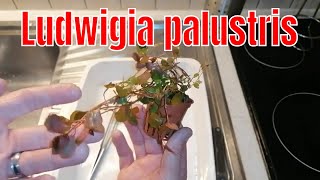 ludwigia palustris super red plante easy [upl. by Etyak940]