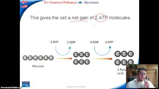 Cellular Respiration  3 parts [upl. by Neelrak]