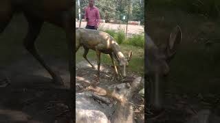 Uttrakhand wildlife park NH rishikesh after main road 🛣️ enjoy this location [upl. by Savannah255]