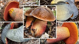 Hexenröhrling Verwechslung  Wann amp Wo man Flockis finden kann  Neoboletus erythropus Schusterpilz [upl. by Nylek169]