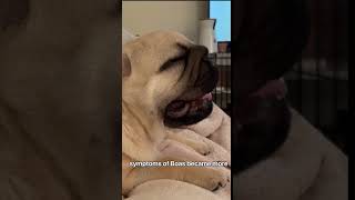 Oripeis amp Brachycephalic Obstructive Airway Syndrome [upl. by Clemen887]