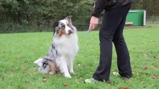 Obedience Training für Welpen und Junghunde [upl. by Lyndy]