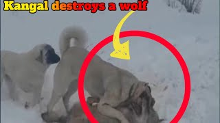 Kangal destroys a wolf [upl. by Ahsotal]