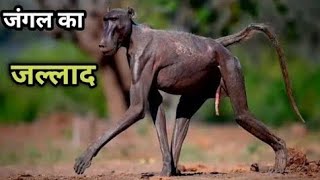 जंगल के इस दरिंदे से शेर भी डरता है  Why Baboons is so Dangerous Baboons Attacks Prey [upl. by Rosenfeld146]