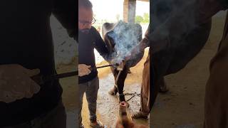 Tail docking  cow animalmedicine animals doctorofveterinarymedicine vetmedicine edm buffalo [upl. by Anna-Diana332]