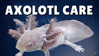 AXOLOTL CARE GUIDE  Housing Feeding amp Tank Mates  Ambystoma mexicanum [upl. by Olmsted]