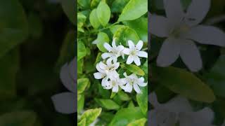 Murraya paniculata with flowers🌱🌸 commonly known as orange jasmine murraya plants [upl. by Laurel]