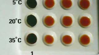 Enzymes  Breakdown of Starch with Amylase [upl. by Suivatco]