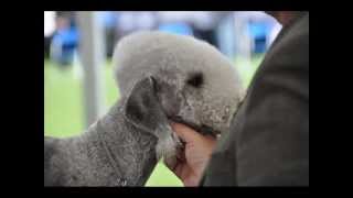 WINDSOR CH Bedlington terrier 2011 [upl. by Bolanger]