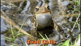 American Toad Calls Anaxyrus americanus [upl. by Arinay]