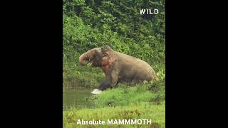 Rare Tuskless Mammoth Elephant [upl. by Mercorr]